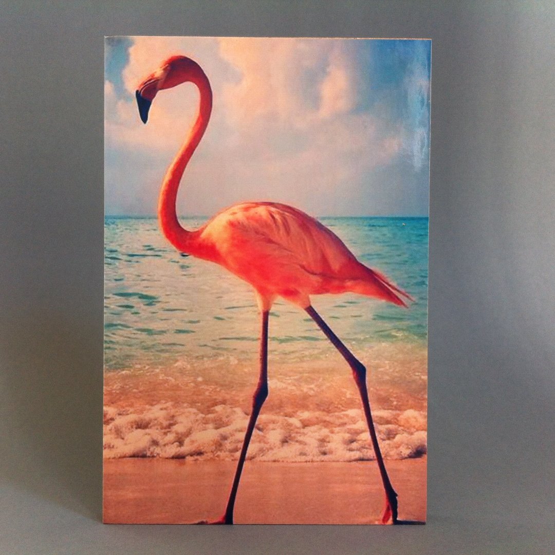 Bild - Flamingo
